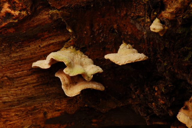 Steccherinum bourdotii